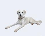 Lynn, a Adoptable Great Pyrenees in Itasca, IL image 4/6