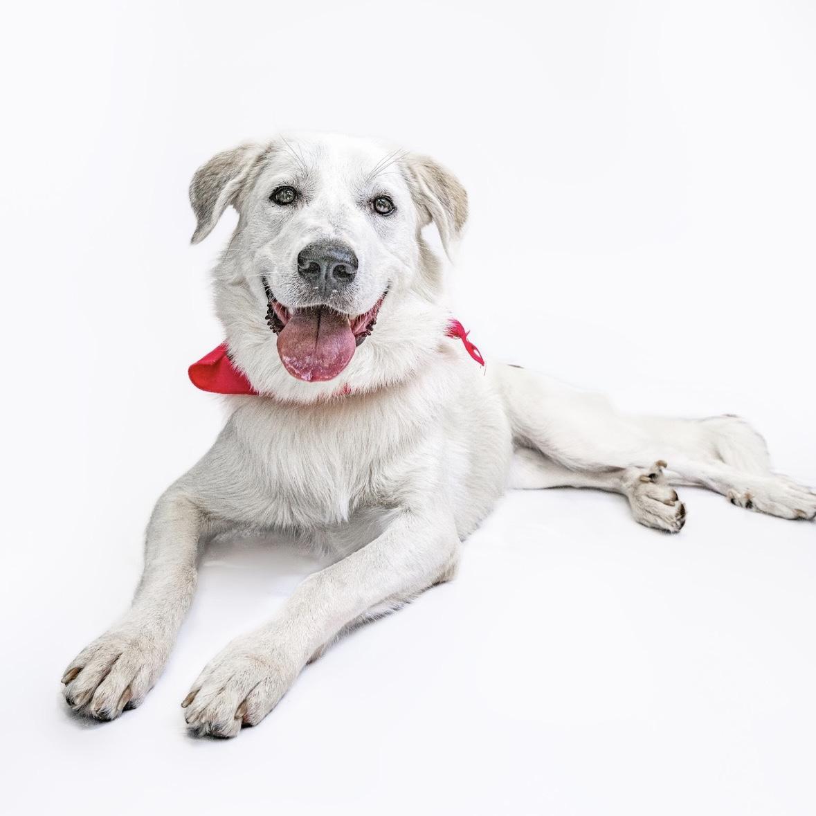 Lynn, a Adoptable Great Pyrenees in Itasca, IL image 2/6