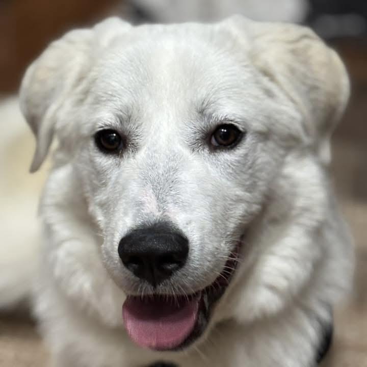 Lynn, a Adoptable Great Pyrenees in Itasca, IL image 6/6