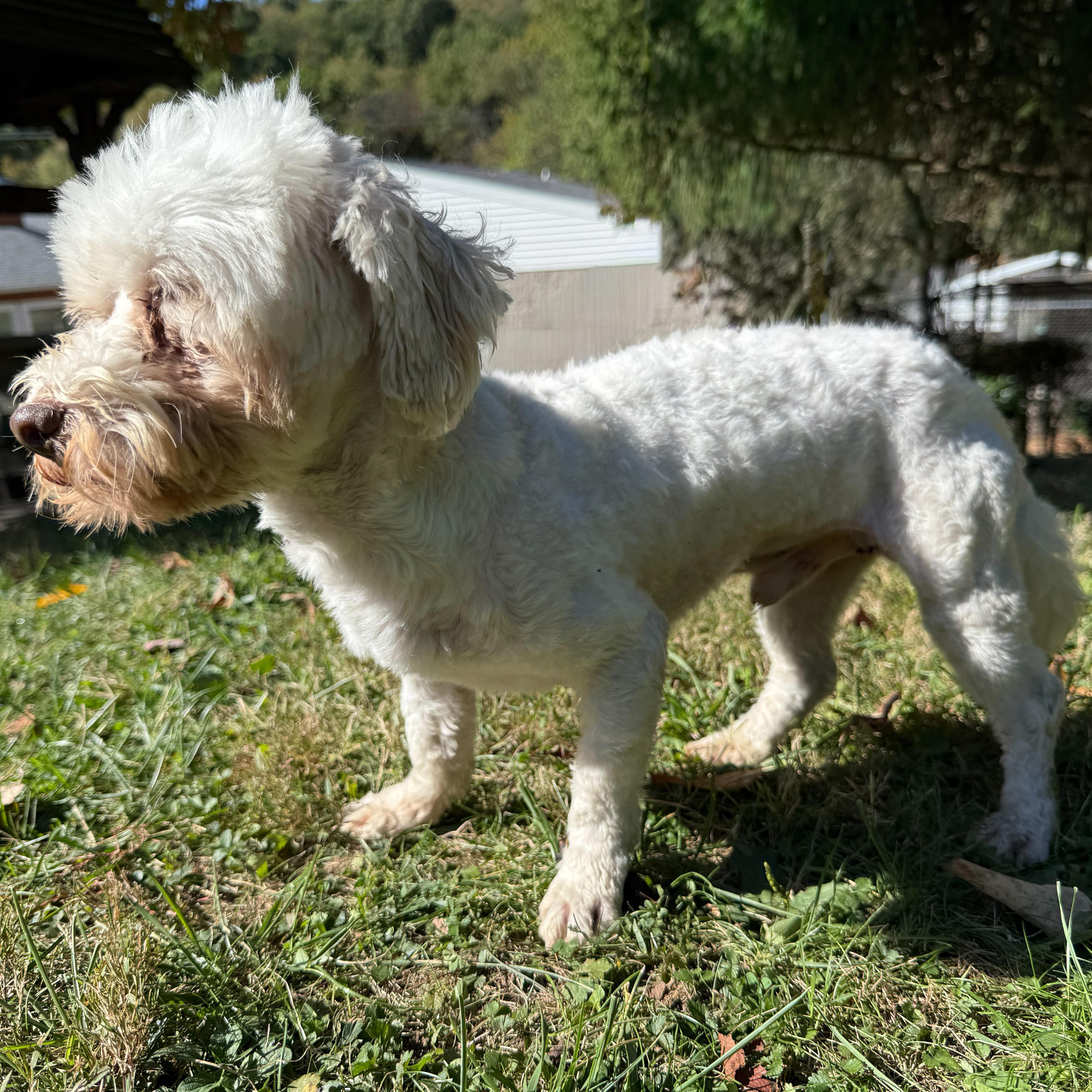 Enlarge Chester, a Adoptable mixed breed in Latrobe, PA image 4/5