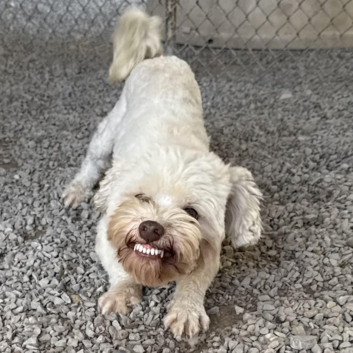 Enlarge Chester, a Adoptable mixed breed in Latrobe, PA image 2/5