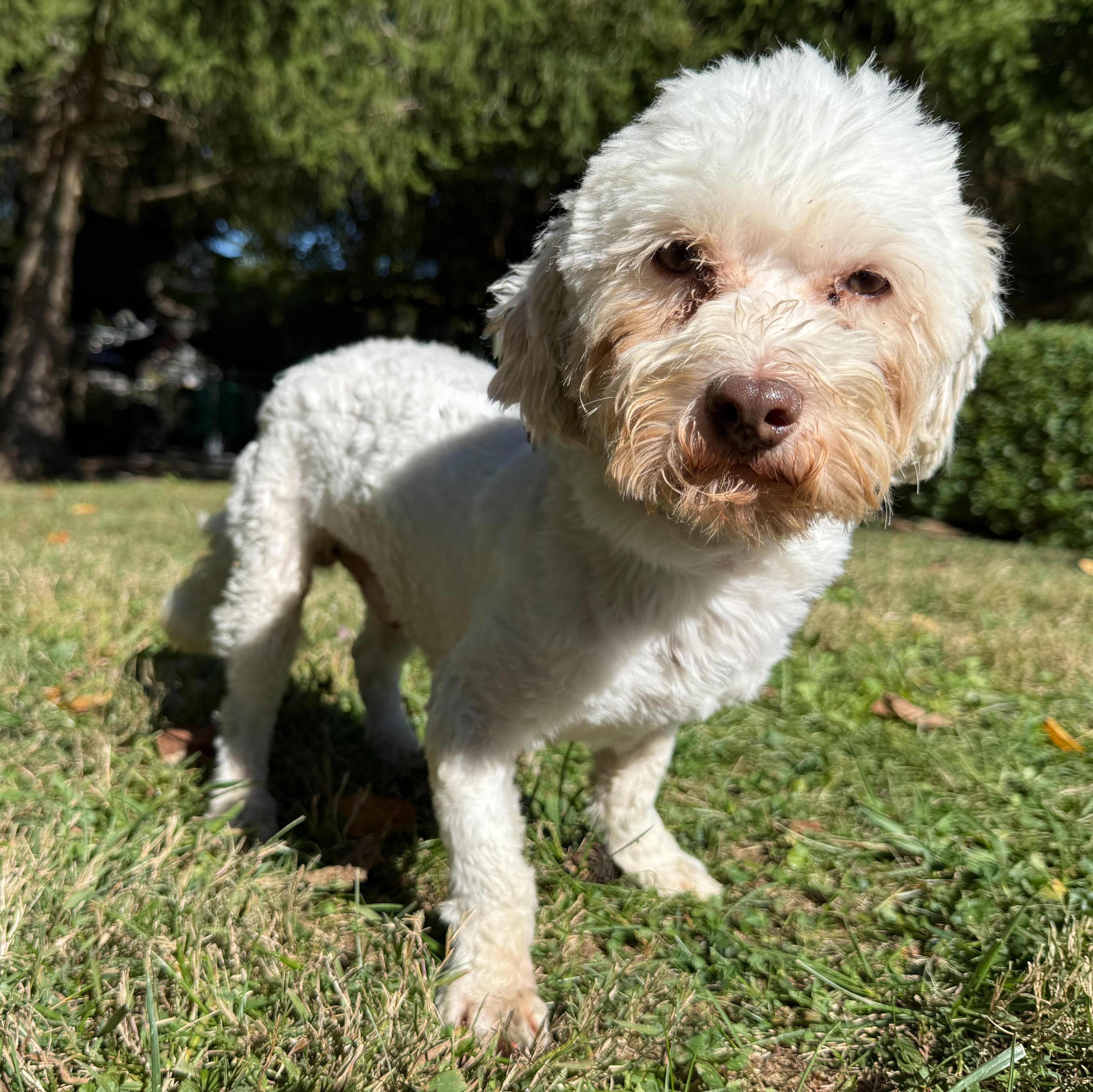 Enlarge Chester, a Adoptable mixed breed in Latrobe, PA image 1/5