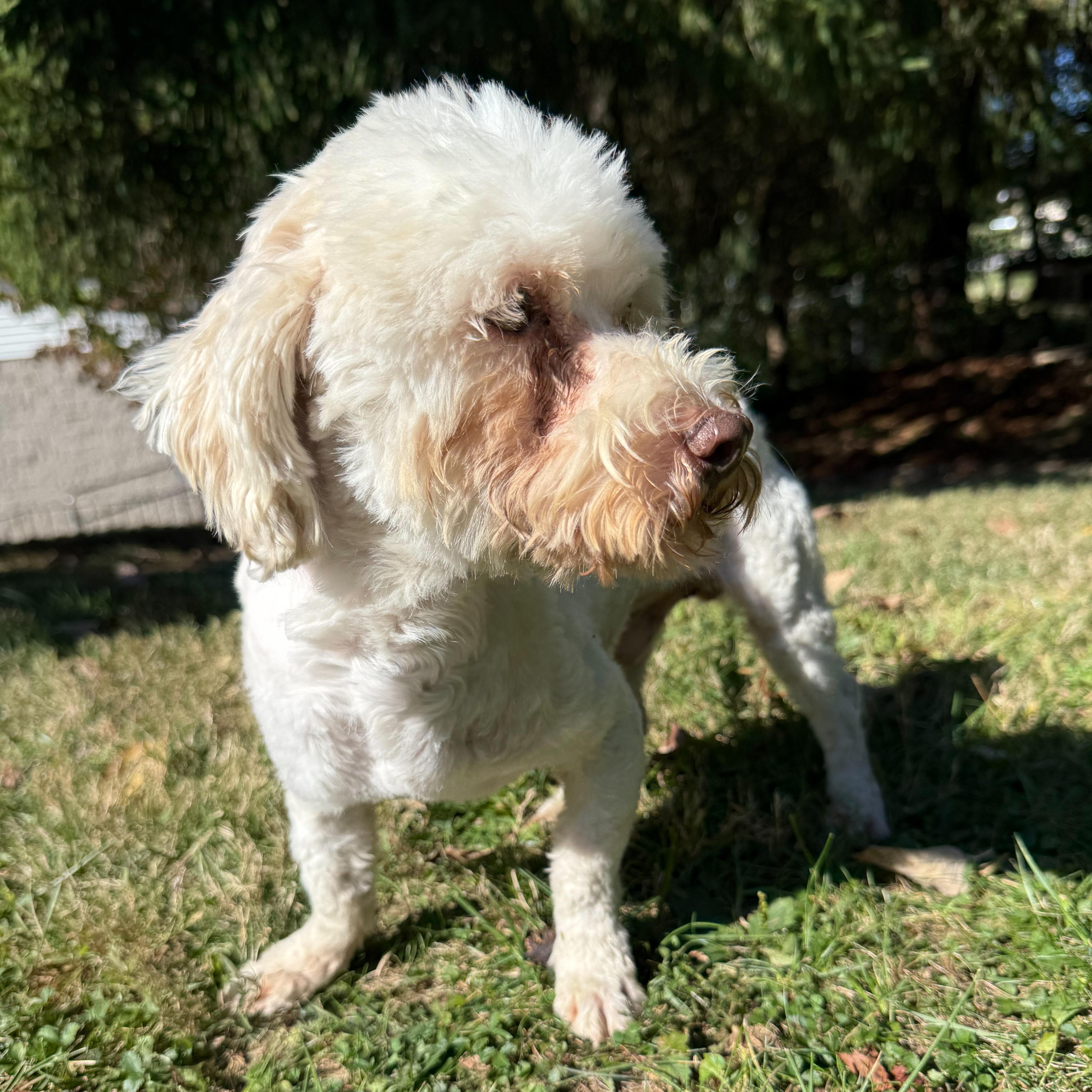 Enlarge Chester, a Adoptable mixed breed in Latrobe, PA image 5/5