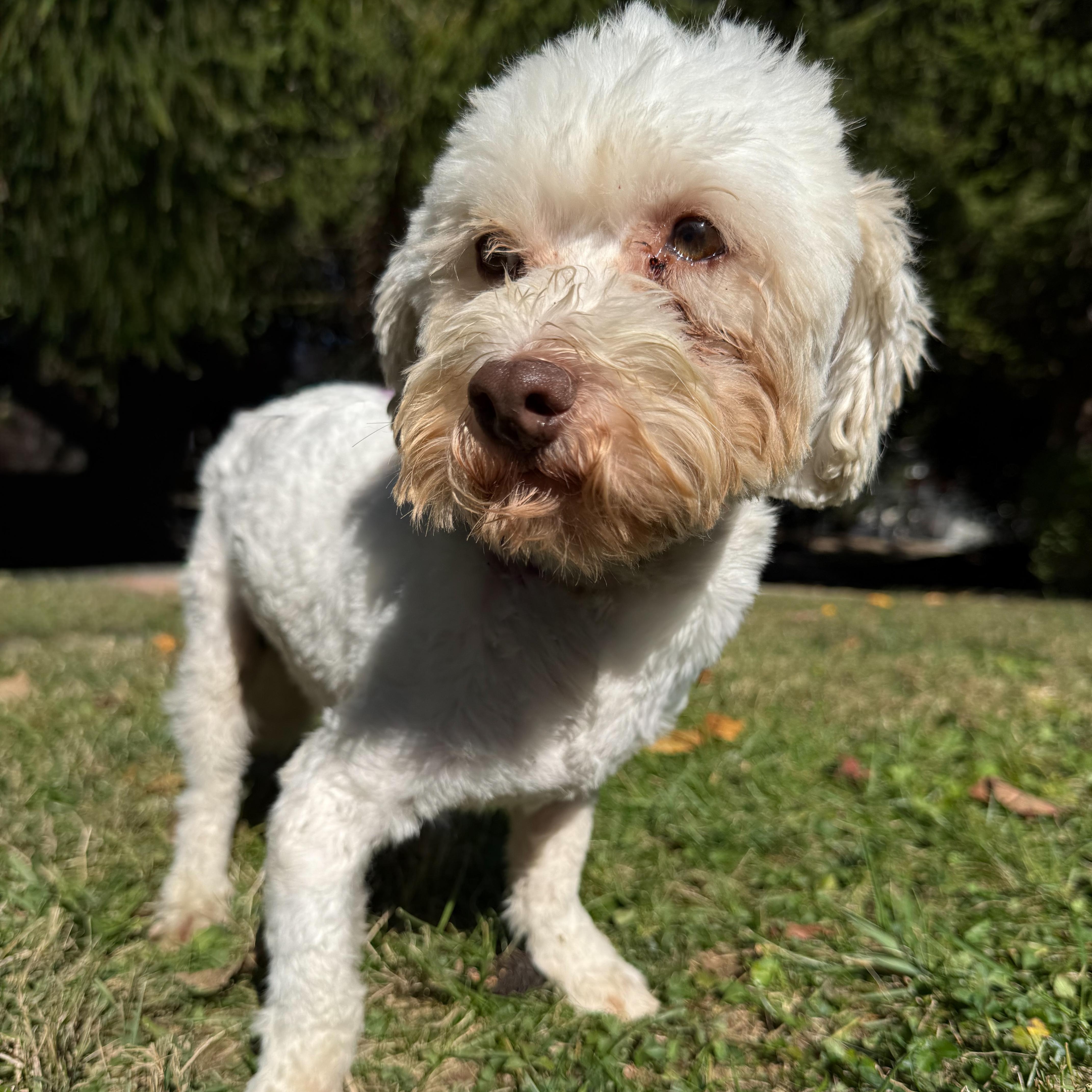 Enlarge Chester, a Adoptable mixed breed in Latrobe, PA image 3/5