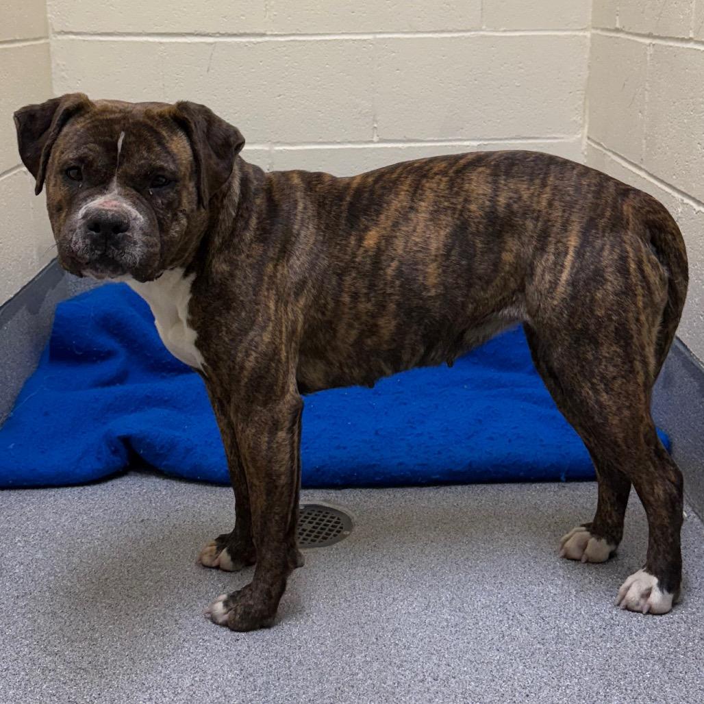 Sassy, Adoptable, Young Female Boxer & Pit Bull Terrier.