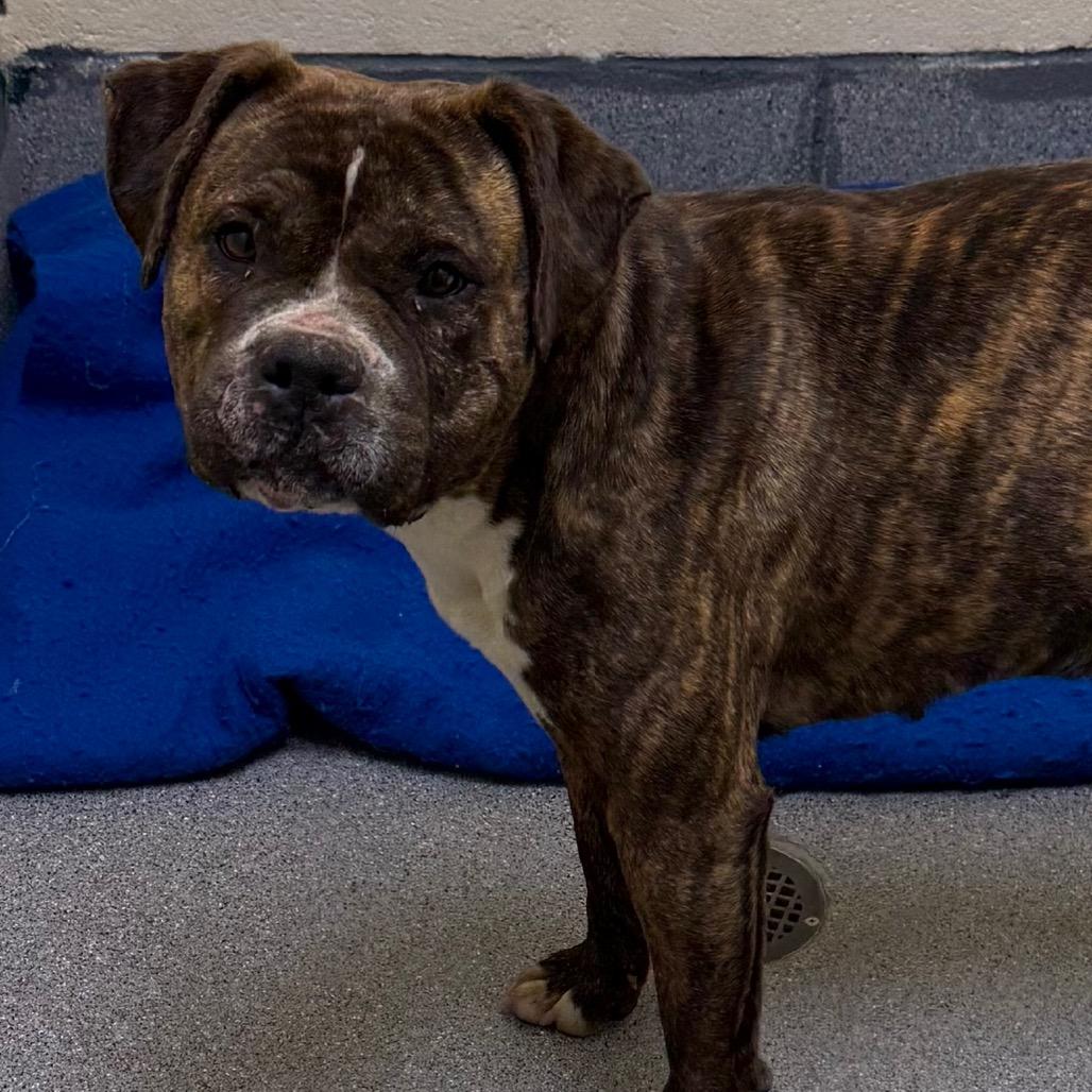 Enlarge Sassy, a Adoptable mixed breed in Cedaredge, CO image 2/2