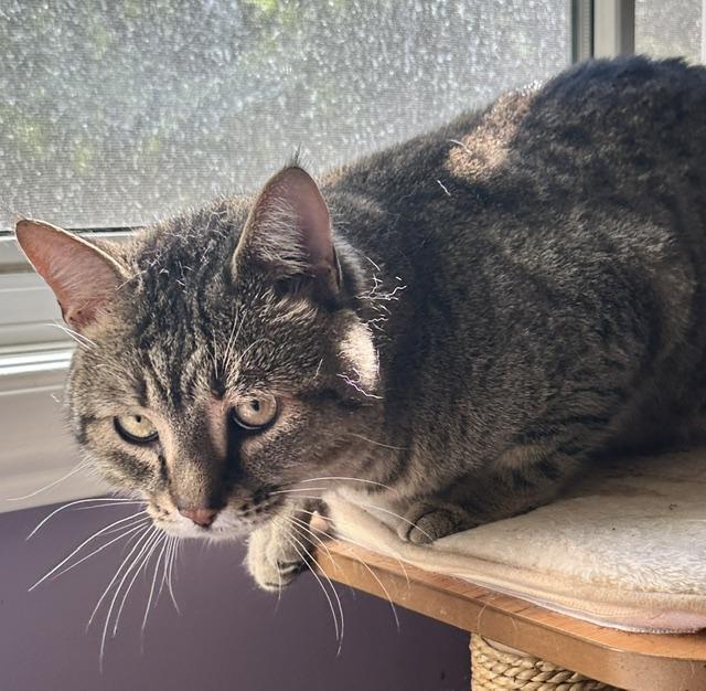 Dexter, a ADOPTABLE Domestic Short Hair in Caledon, ON image 3/5