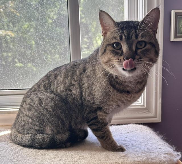 Dexter, a ADOPTABLE Domestic Short Hair in Caledon, ON image 5/5