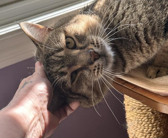 Dexter, a ADOPTABLE Domestic Short Hair in Caledon, ON image 4/5