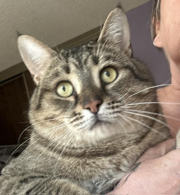 Dexter, ADOPTABLE, Adult Male Domestic Short Hair.