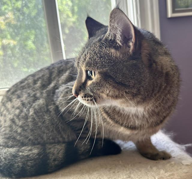 Dexter, a ADOPTABLE Domestic Short Hair in Caledon, ON image 2/5
