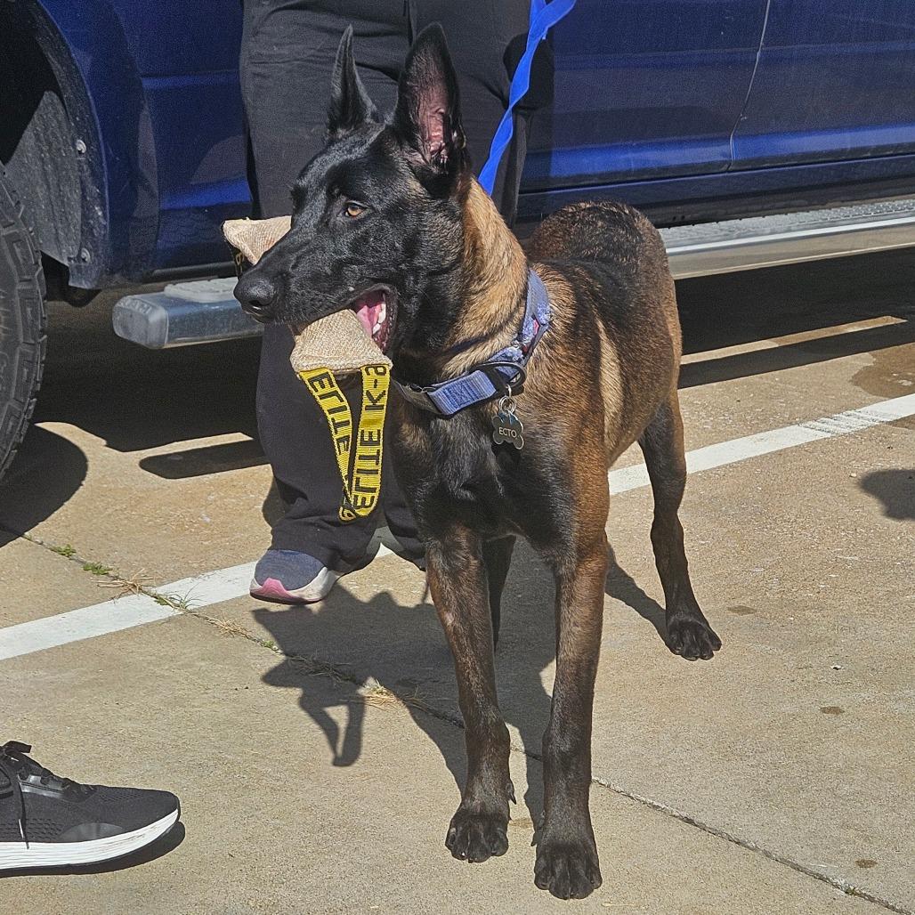 Ecto, a Adoptable Belgian Shepherd / Malinois in Tulsa, OK image 1/3