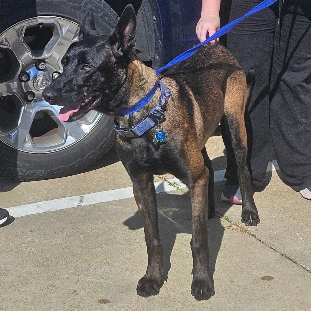 Ecto, a Adoptable Belgian Shepherd / Malinois in Tulsa, OK image 2/3