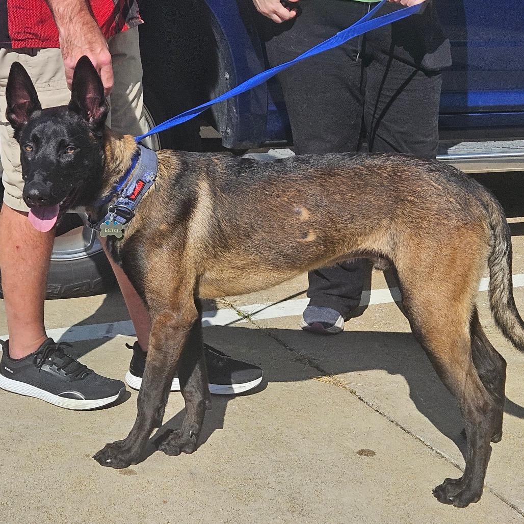 Ecto, a Adoptable Belgian Shepherd / Malinois in Tulsa, OK image 3/3