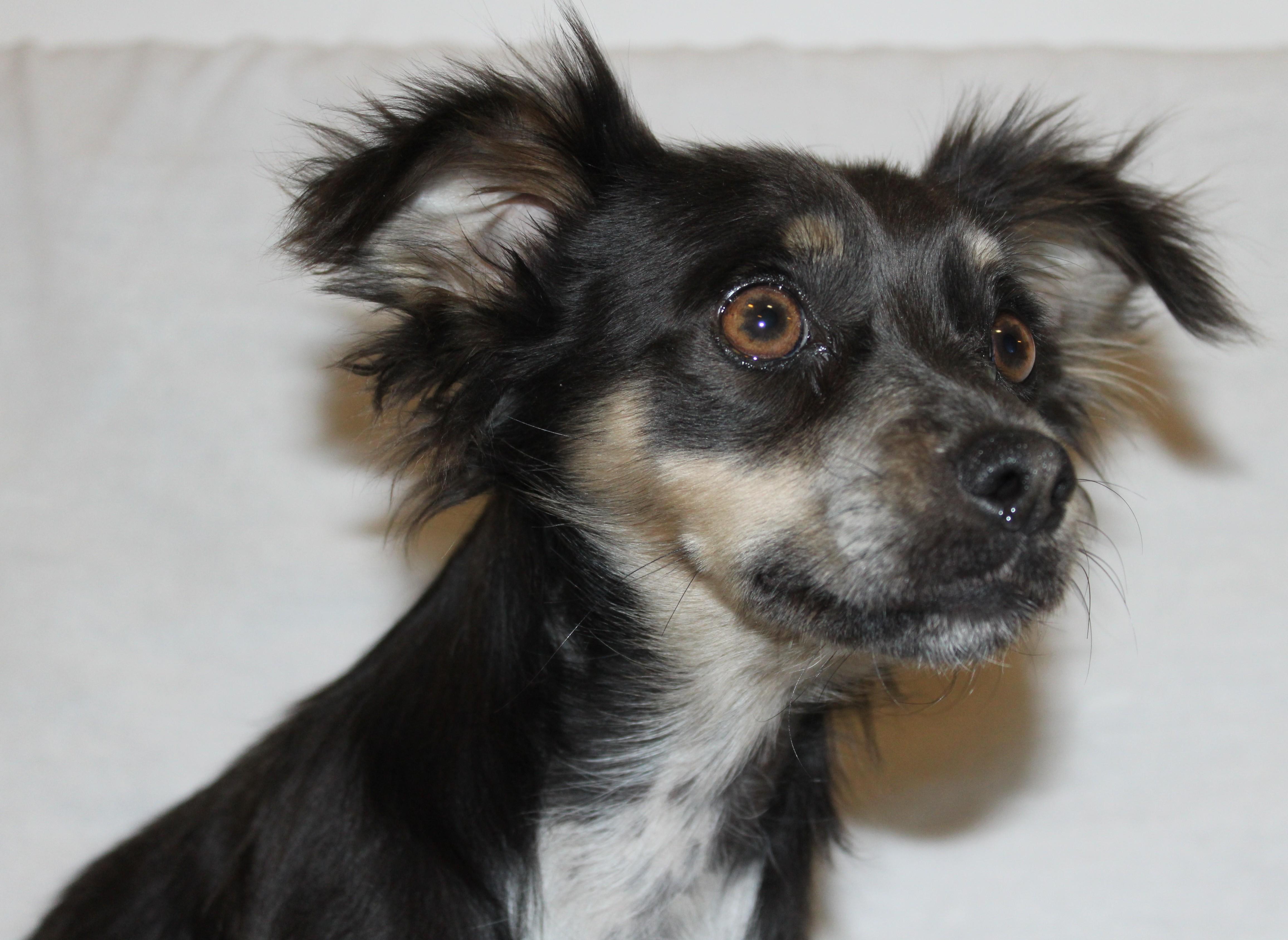 Pomchis, an adoptable Chihuahua in Huron, SD, 57350 | Photo Image 1