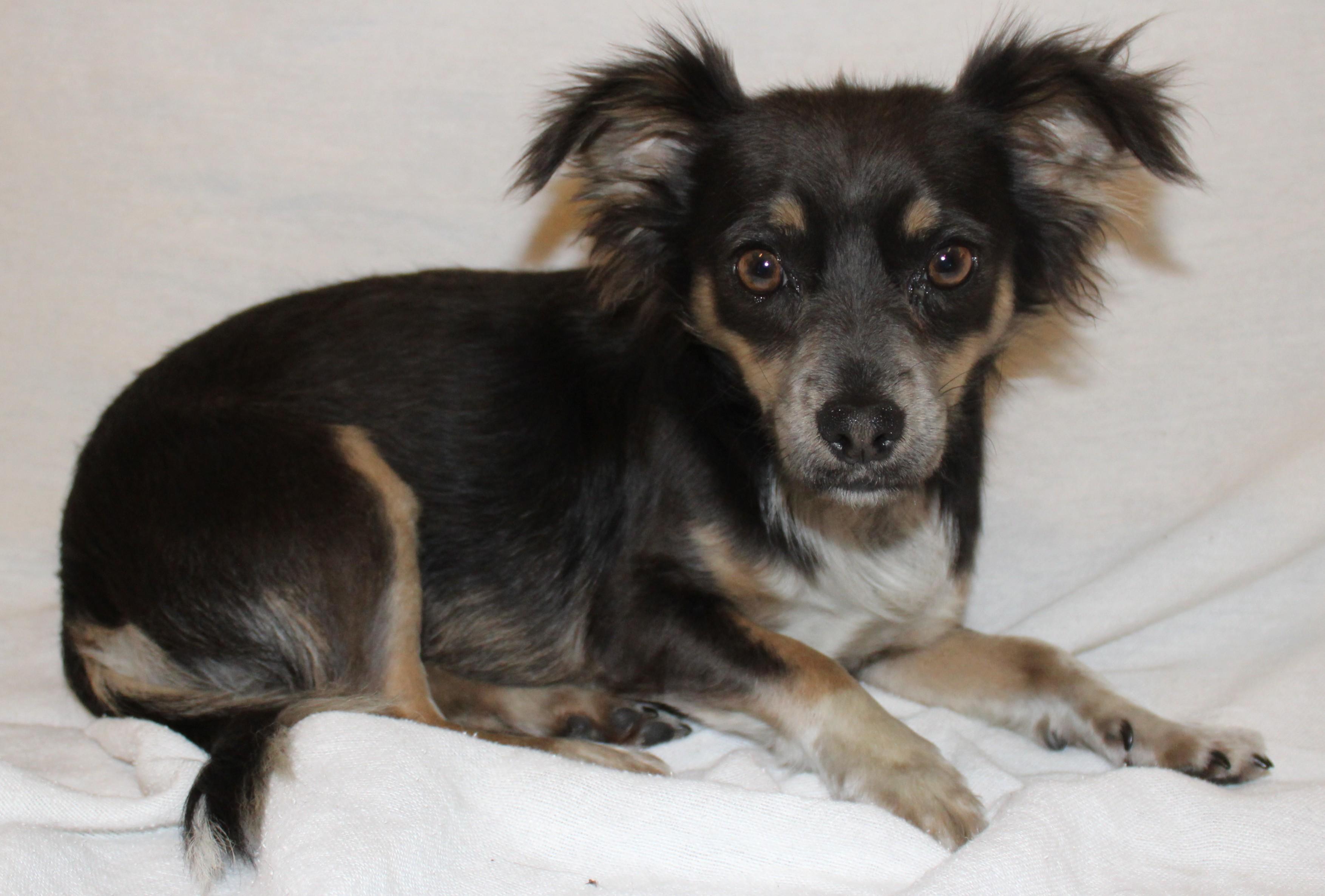 Pomchis, an adoptable Chihuahua in Huron, SD, 57350 | Photo Image 2