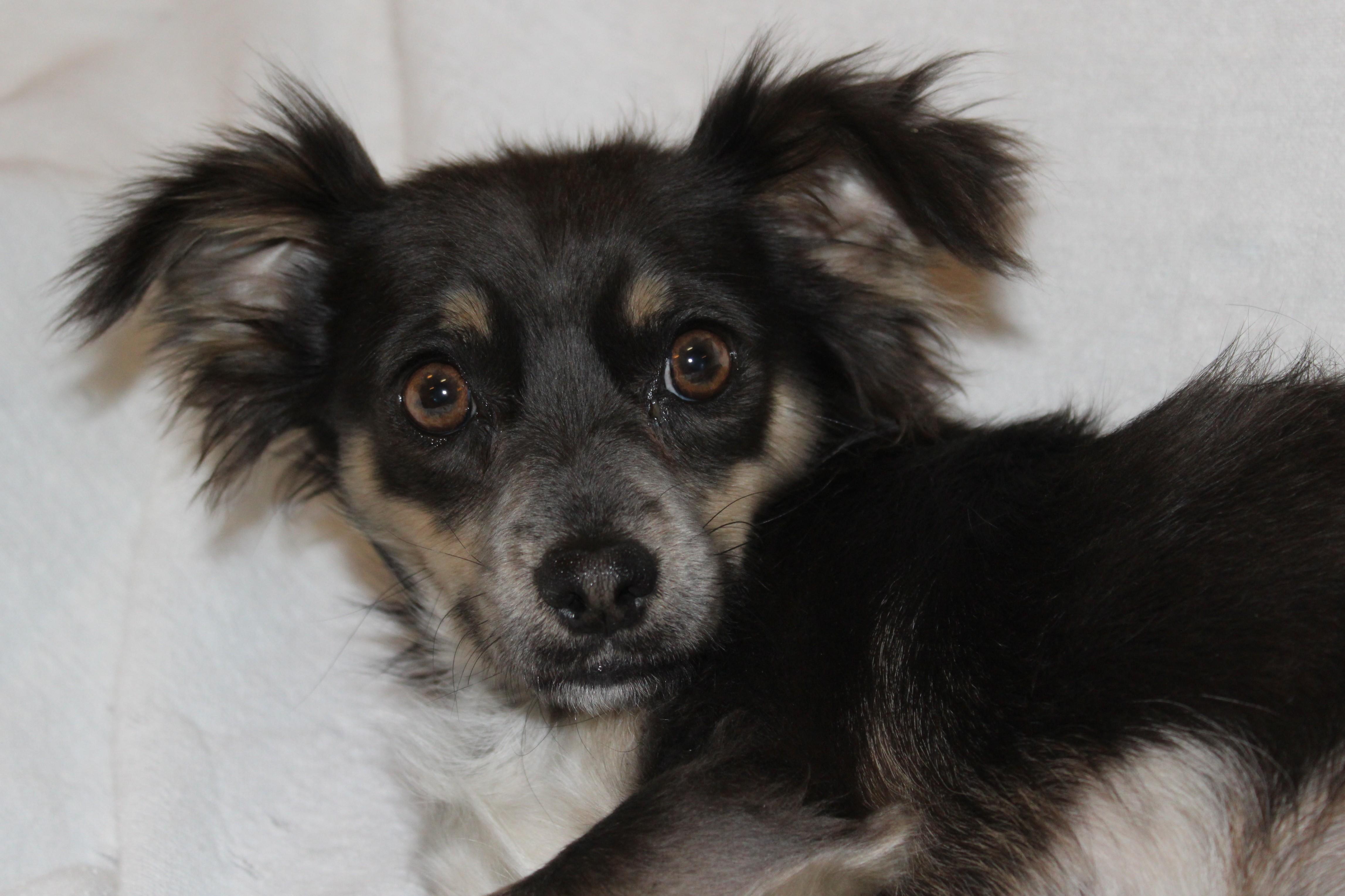 Pomchis, an adoptable Chihuahua in Huron, SD, 57350 | Photo Image 5