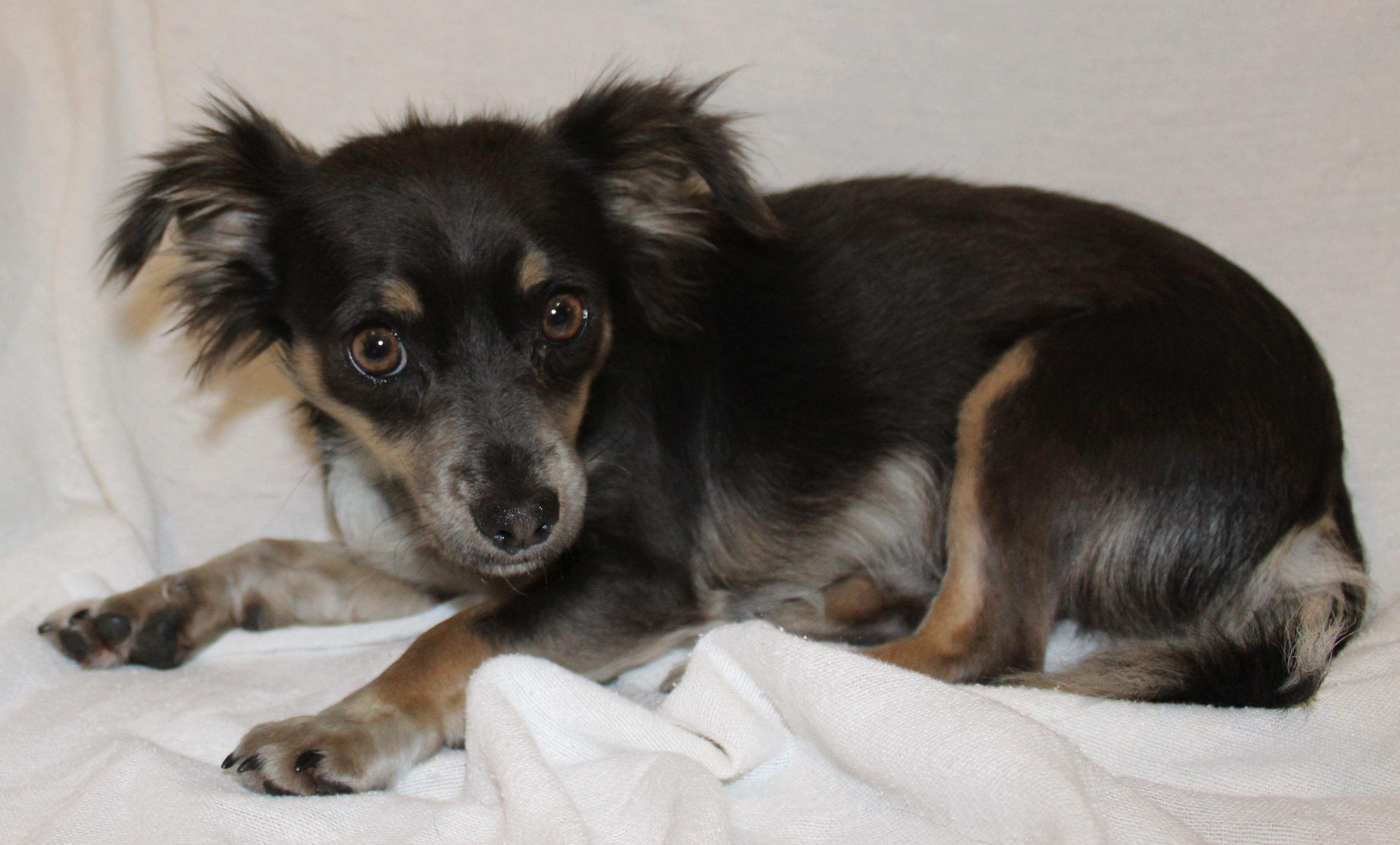 Pomchis, an adoptable Chihuahua in Huron, SD, 57350 | Photo Image 3