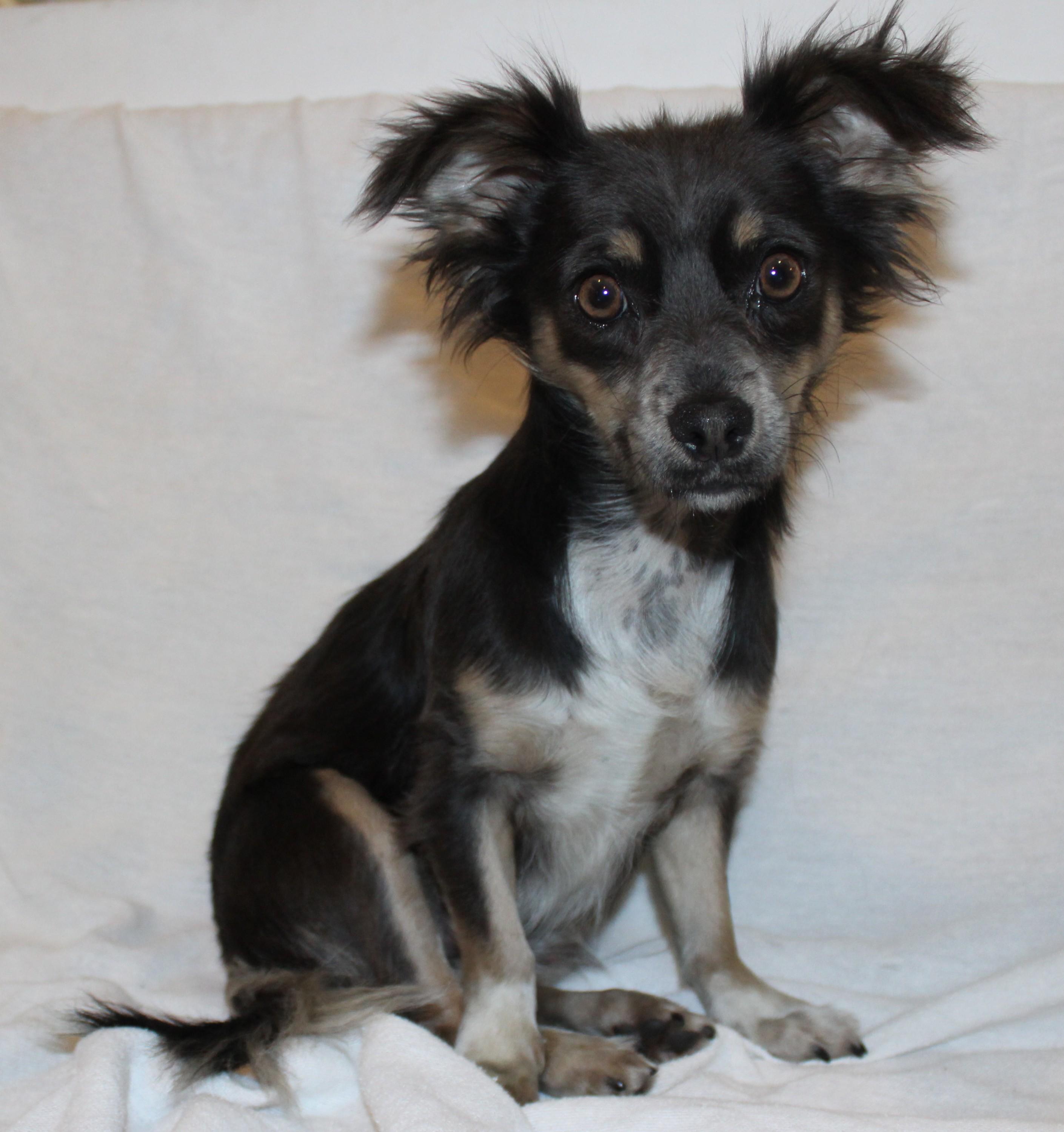 Pomchis, an adoptable Chihuahua in Huron, SD, 57350 | Photo Image 4