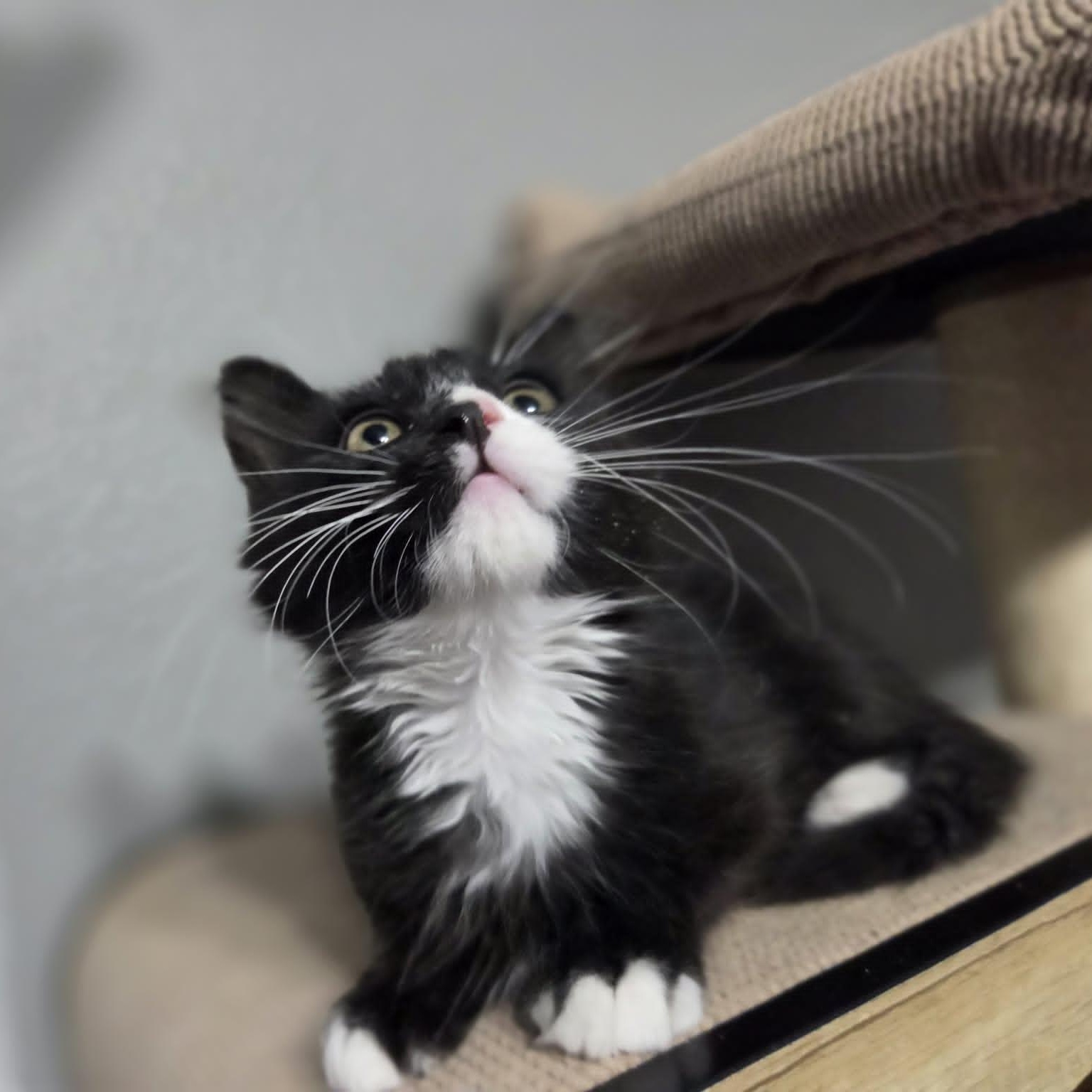 HAWK, an adopted Domestic Medium Hair in Loveland, CO image 1/3