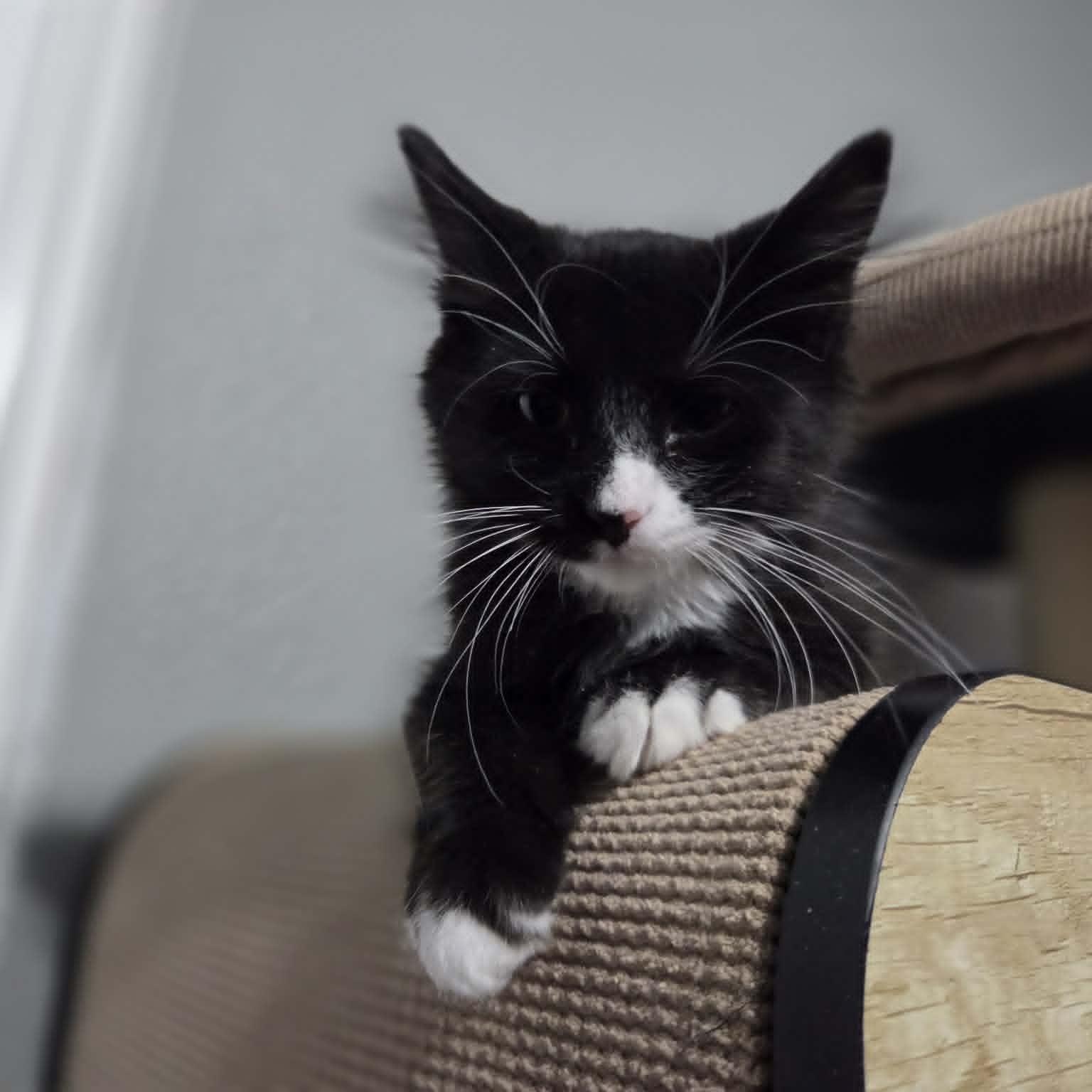 HAWK, an adopted Domestic Medium Hair in Loveland, CO image 2/3