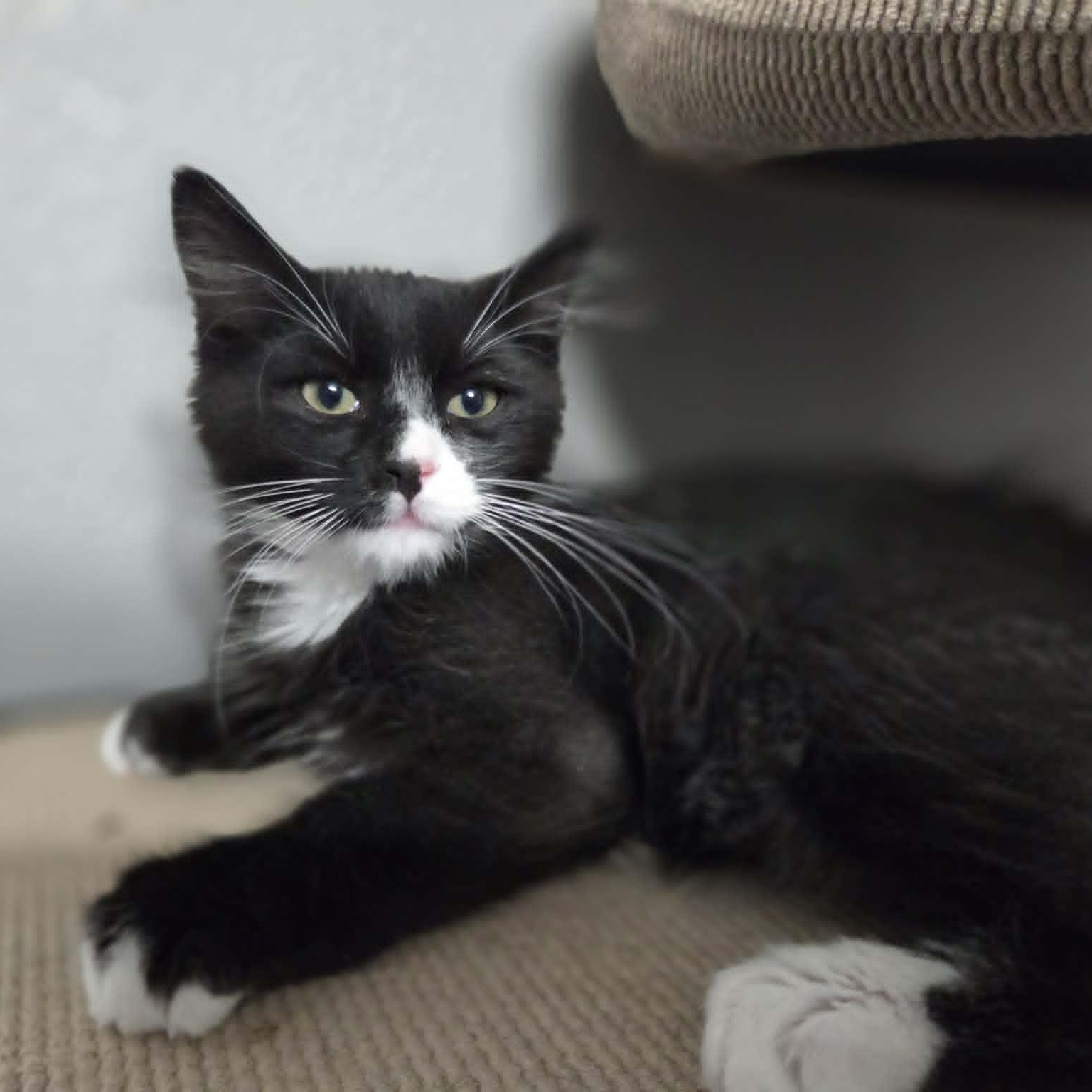 HAWK, an adopted Domestic Medium Hair in Loveland, CO image 3/3