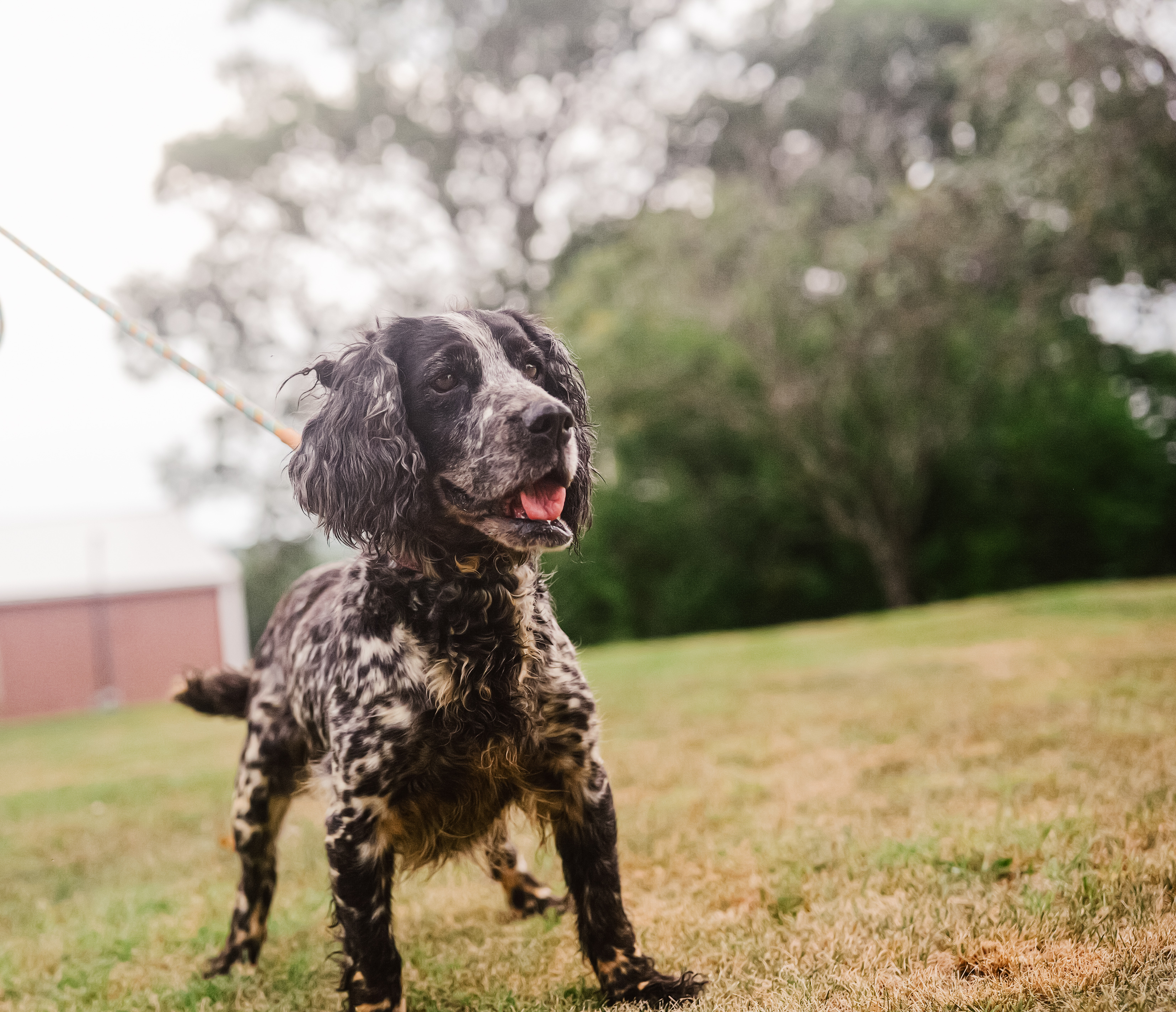 Enlarge Louise - Transport, a Adoptable English Springer Spaniel in Wilmington, OH image 1/4