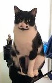 Jinx (Bonded to Jerry), an adopted Tuxedo Mix in Ypsilanti, MI_image-1