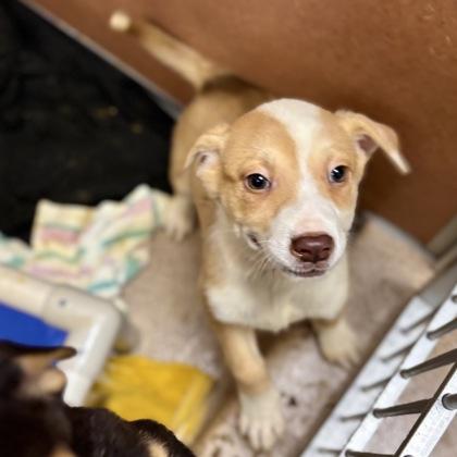Dahlia, Adoptable, Young Female Husky & Mixed Breed.
