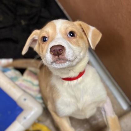 Dahlia, a Adoptable mixed breed in San Francisco, CA image 2/3