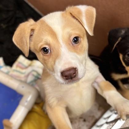 Dahlia, a Adoptable mixed breed in San Francisco, CA image 3/3