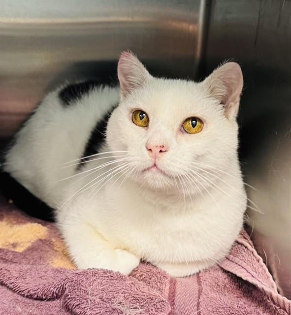 Enlarge POOH, a Adoptable Domestic Short Hair in Lees Summit, MO image 1/1