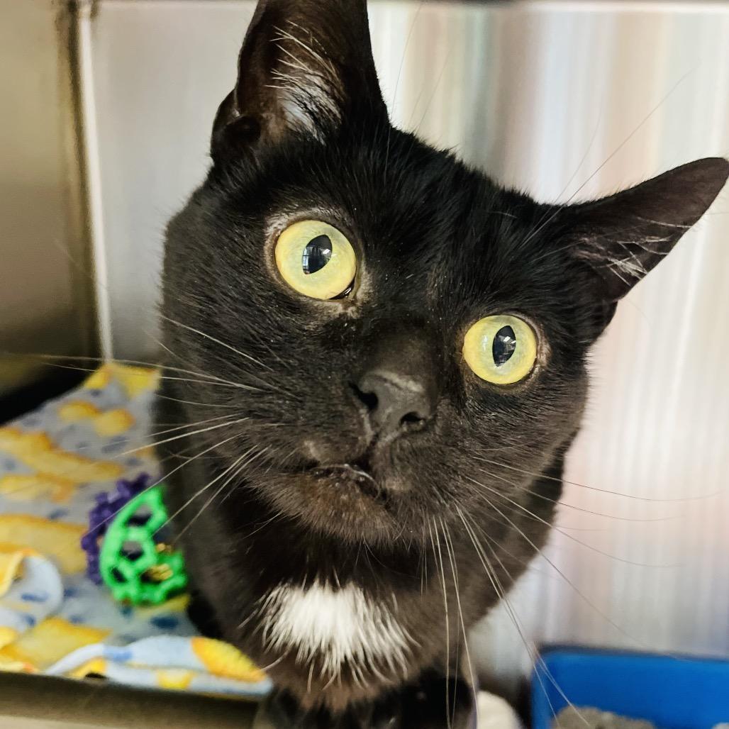 Salem, Adoptable, Adult Male Domestic Short Hair.