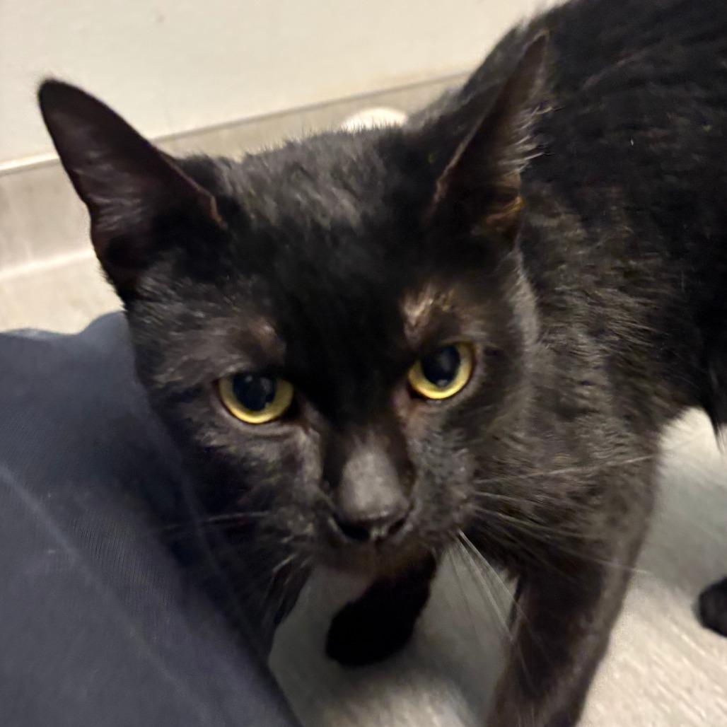 Salem, Adoptable, Adult Male Domestic Short Hair.