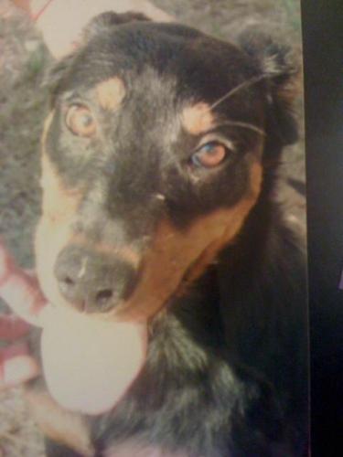 Abigail, Adoptable, Adult Female Doberman Pinscher & Labrador Retriever.