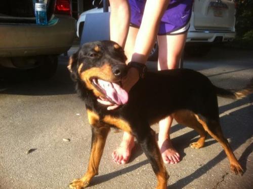 Abigail, a Adoptable mixed breed in Baton Rouge, LA image 3/6