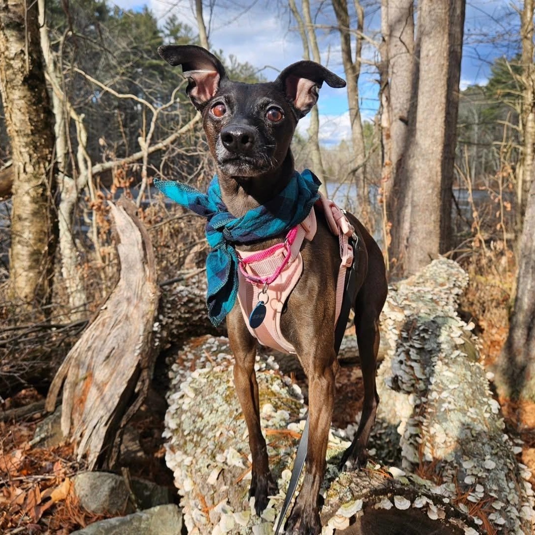 Vito, Adoptable, Adult Male Italian Greyhound.