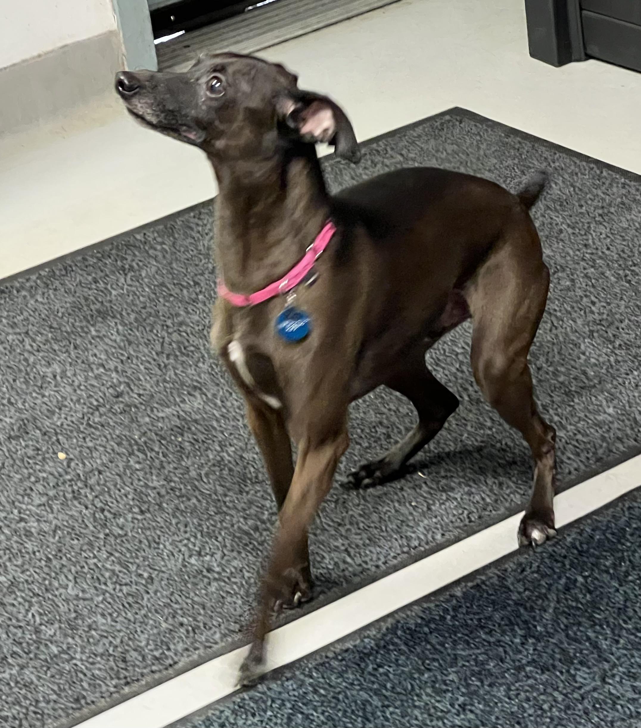 Enlarge Vito, a Adoptable mixed breed in Medfield, MA image 2/3