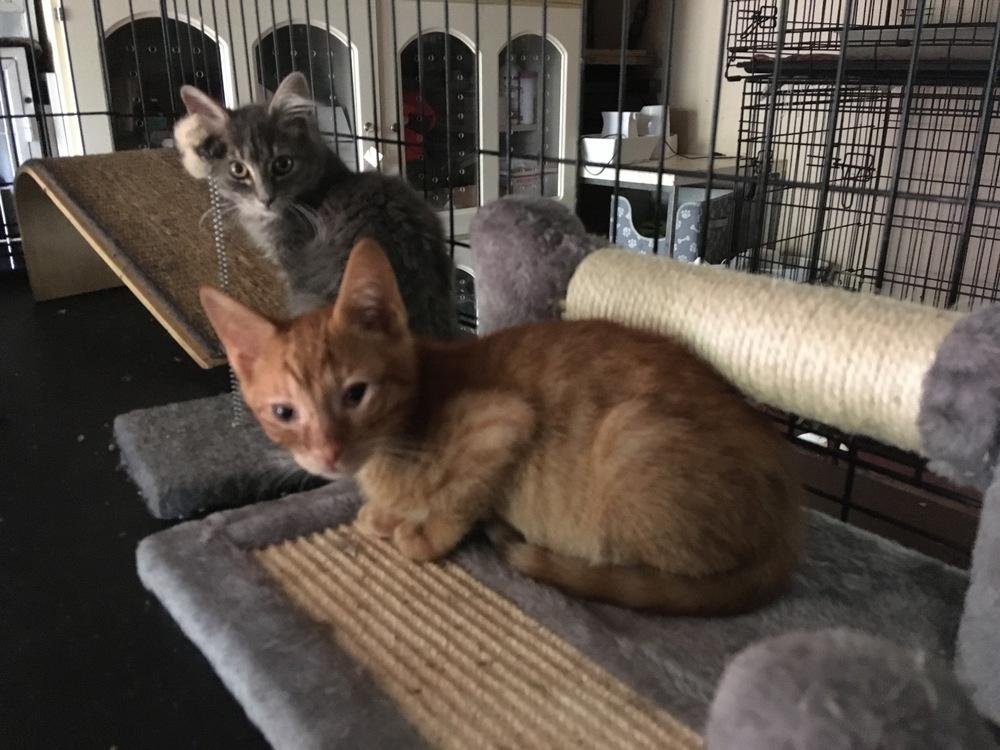 Enlarge Cheeto, a Adoptable Domestic Short Hair in Central Islip, NY image 1/2