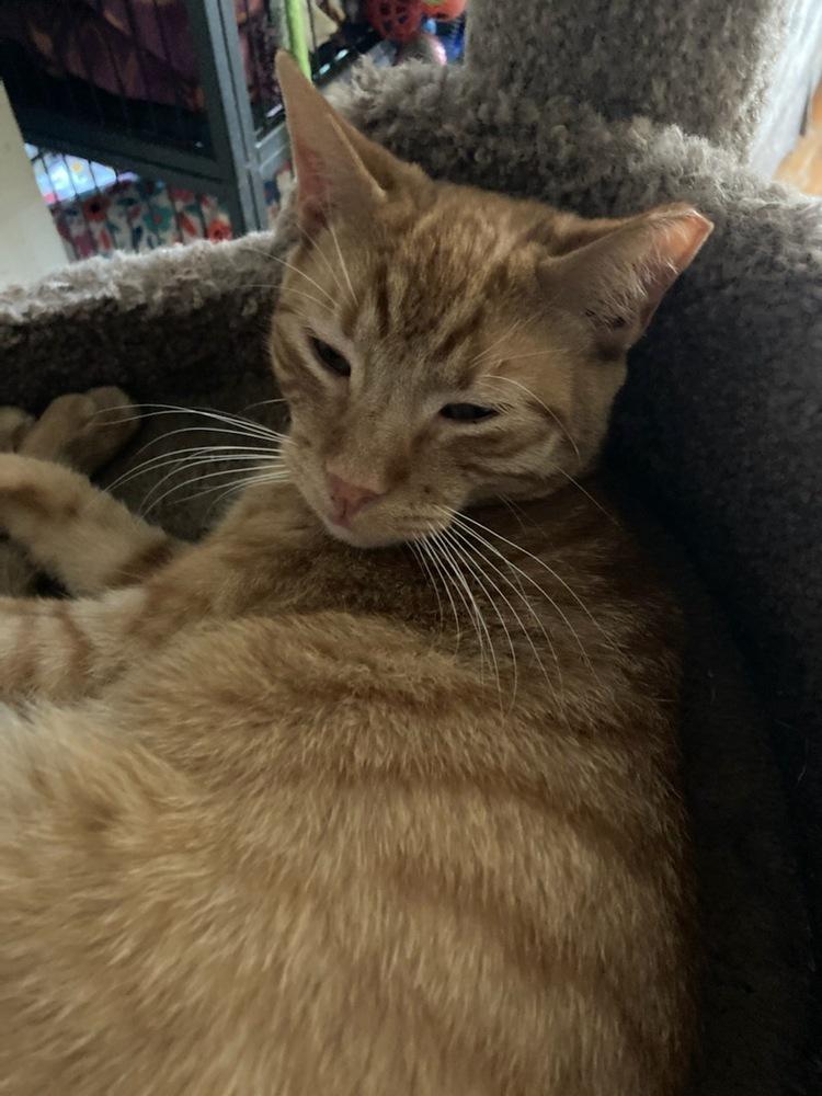 Enlarge Cheeto, a Adoptable Domestic Short Hair in Central Islip, NY image 2/2