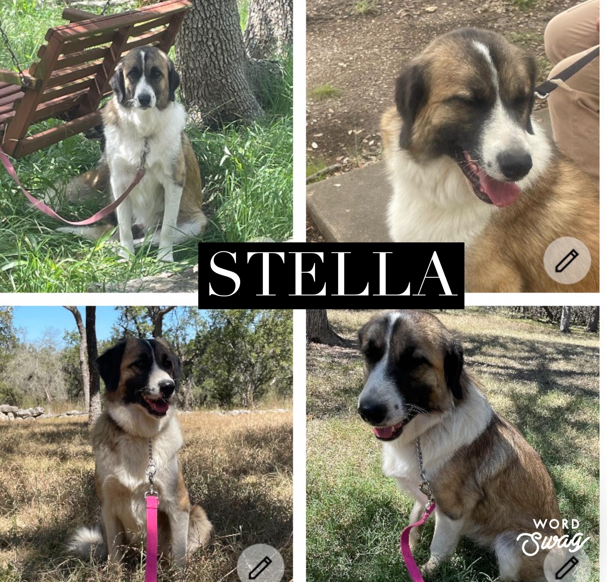 Enlarge Stella, a ADOPTABLE mixed breed in canyon lake, TX image 1/1