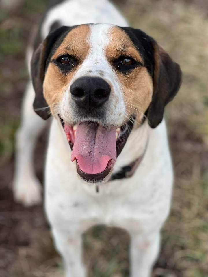 Ogden, a Adoptable mixed breed in Indianapolis, IN image 1/6
