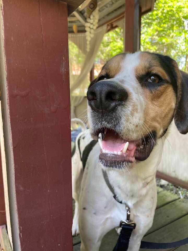 Ogden, a Adoptable mixed breed in Indianapolis, IN image 3/6