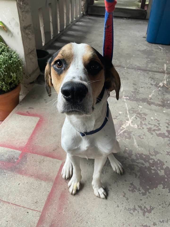 Ogden, a Adoptable mixed breed in Indianapolis, IN image 4/6