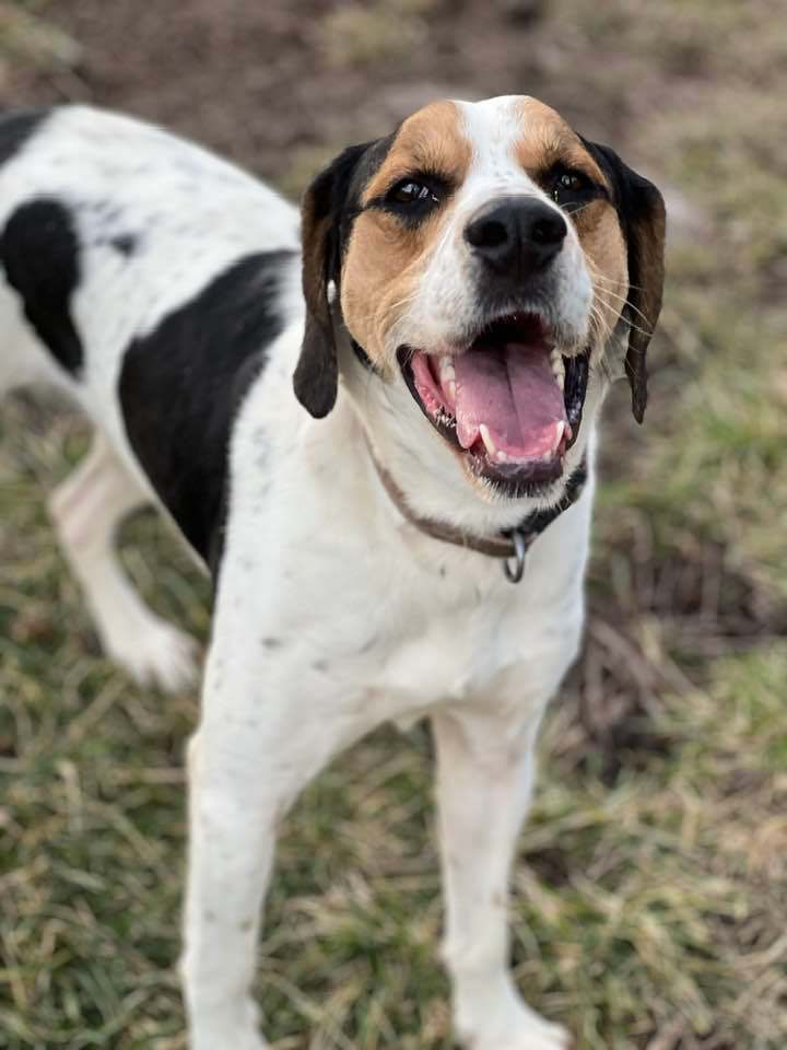Ogden, a Adoptable mixed breed in Indianapolis, IN image 5/6