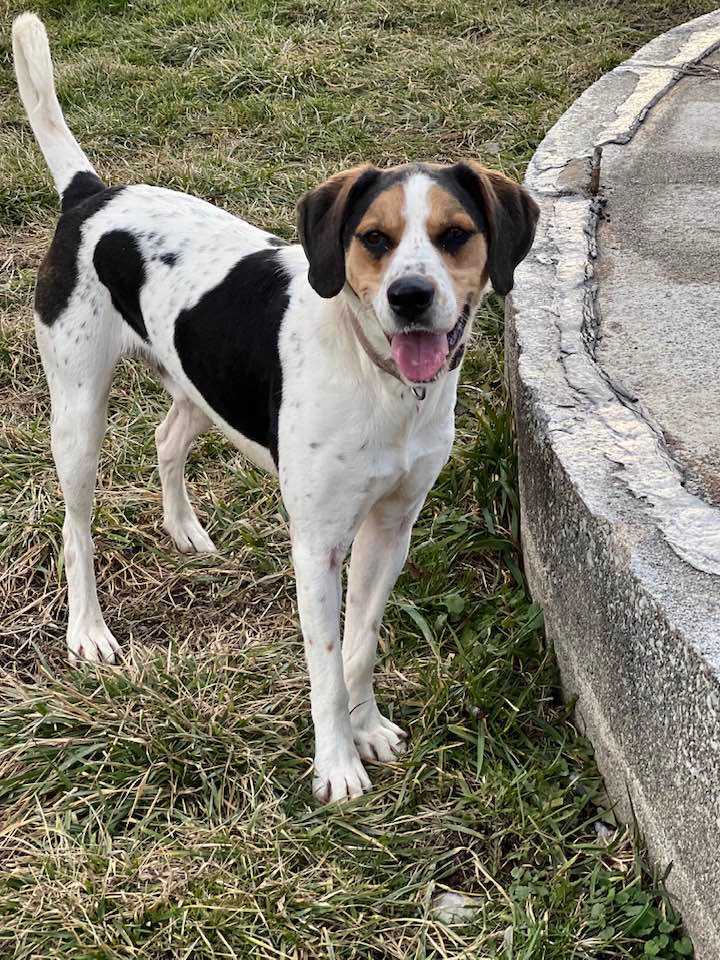 Ogden, a Adoptable mixed breed in Indianapolis, IN image 6/6