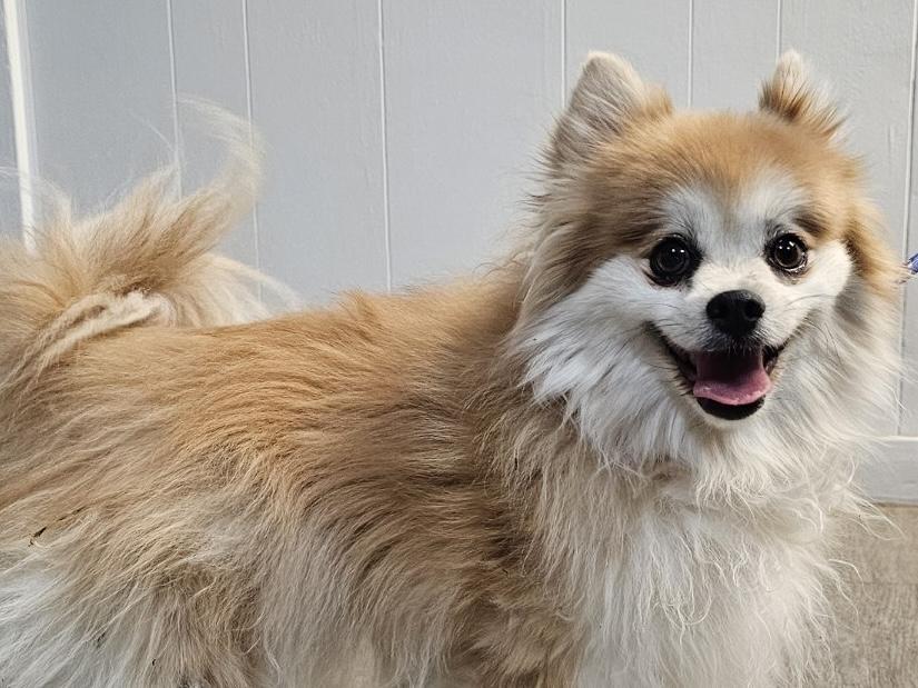 Enlarge Levi, a ADOPTABLE Pomeranian in Sugar Grove, IL image 2/2