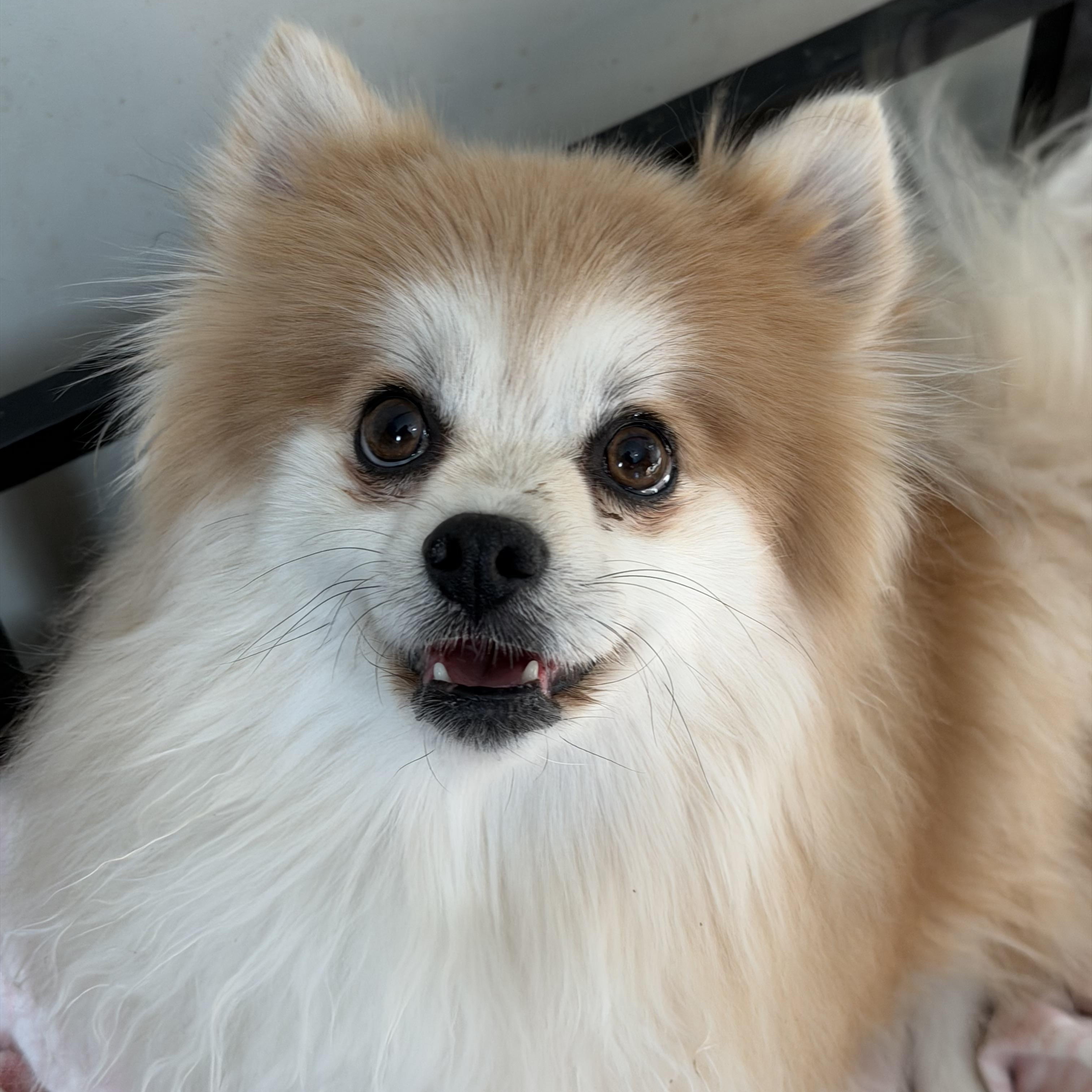 Enlarge Levi, a ADOPTABLE Pomeranian in Sugar Grove, IL image 1/2