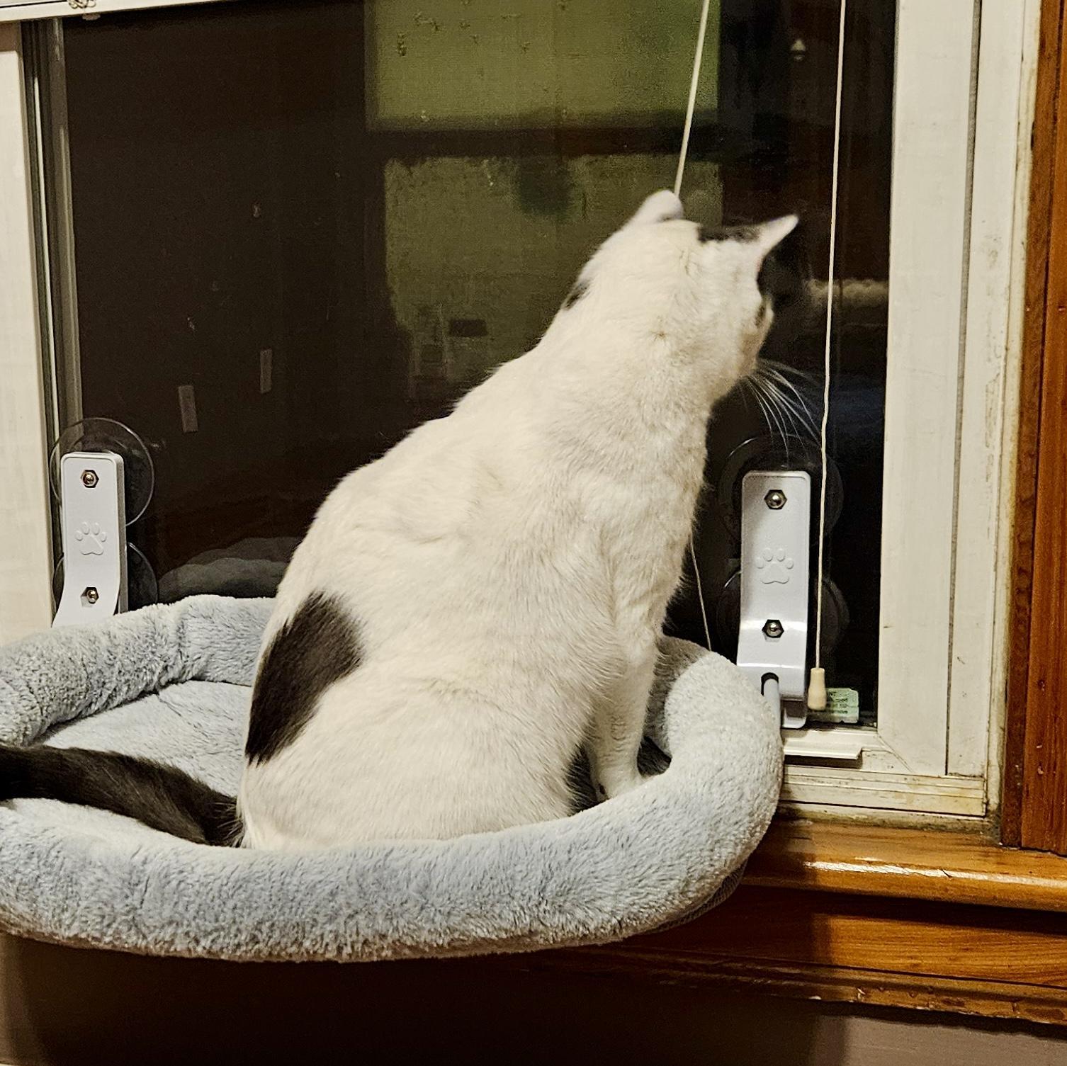 Enlarge Marshmellow, a Adoptable Domestic Short Hair in Albany, NY image 2/6