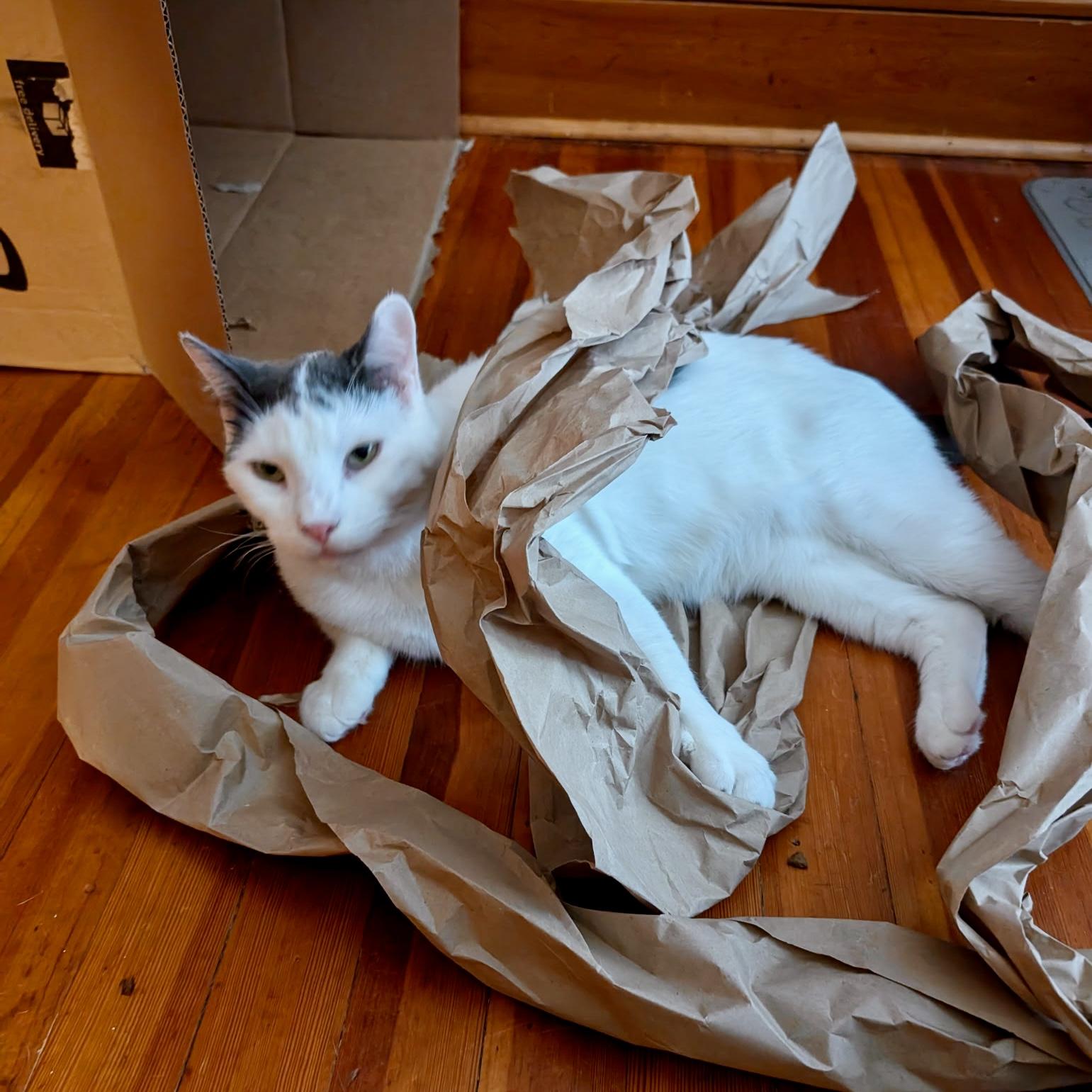 Enlarge Marshmellow, a Adoptable Domestic Short Hair in Albany, NY image 6/6